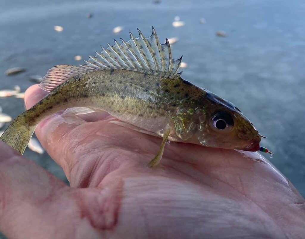 ловля ерша зимой на мормышку с мотылем